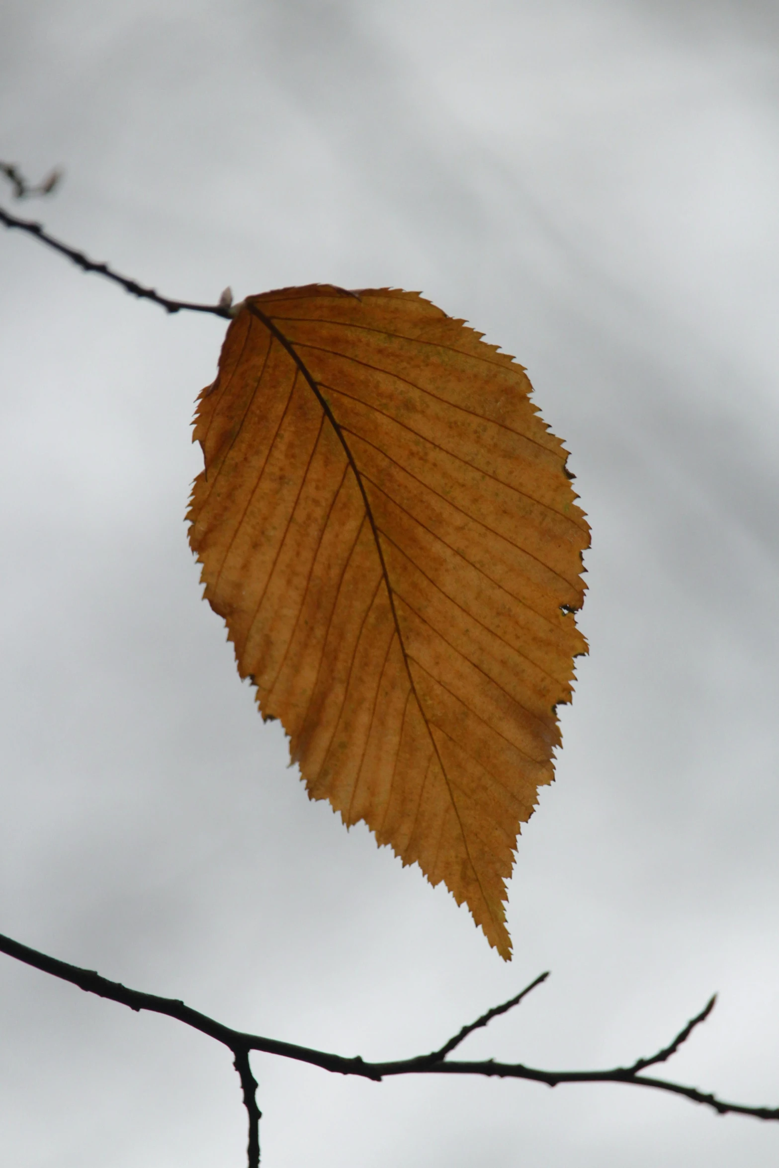 a close up of a leaf on a tree branch, an album cover, slight overcast weather, brown:-2, birch, low quality photo