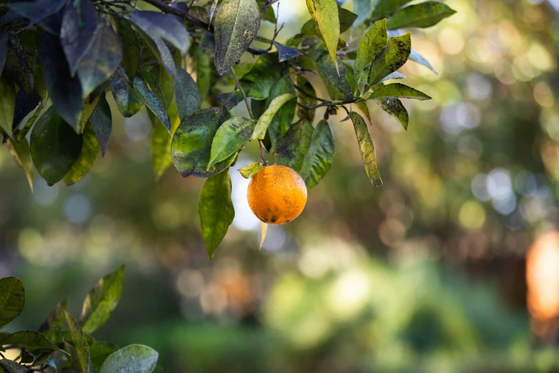 an orange hanging from a tree on a sunny day, wet climate, jen atkin, no cropping, gardening