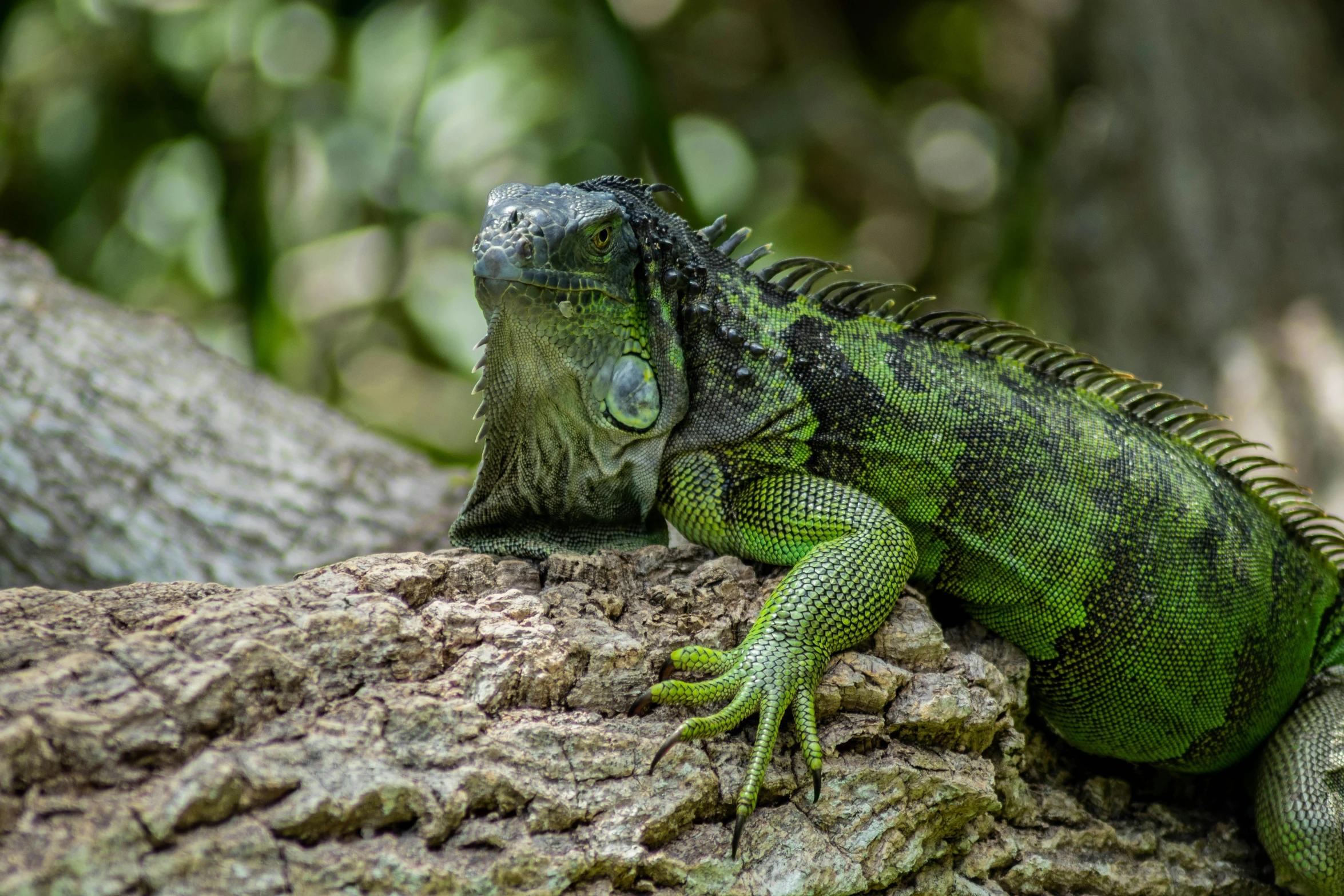 a close up of a lizard on a tree branch, pixabay contest winner, iguana, green and black, avatar image, full frame shot