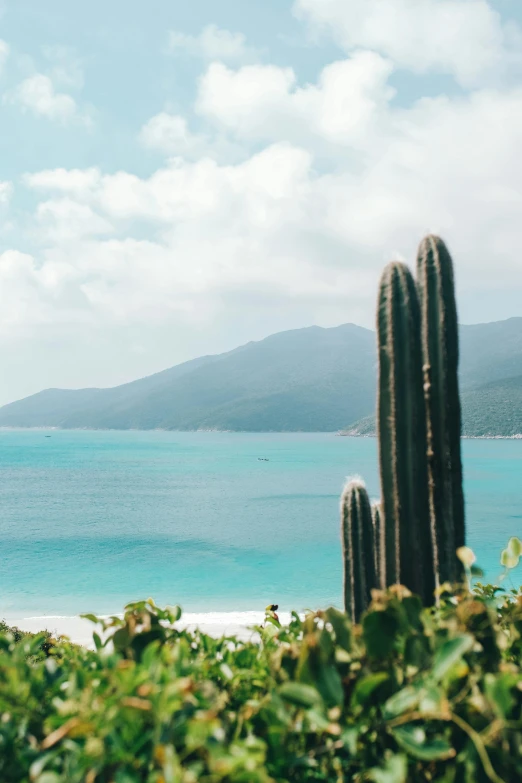 a cactus plant sitting on top of a lush green field, by Carey Morris, trending on unsplash, carribean turquoise water, mountains and ocean, sailboats in the water, slightly tanned