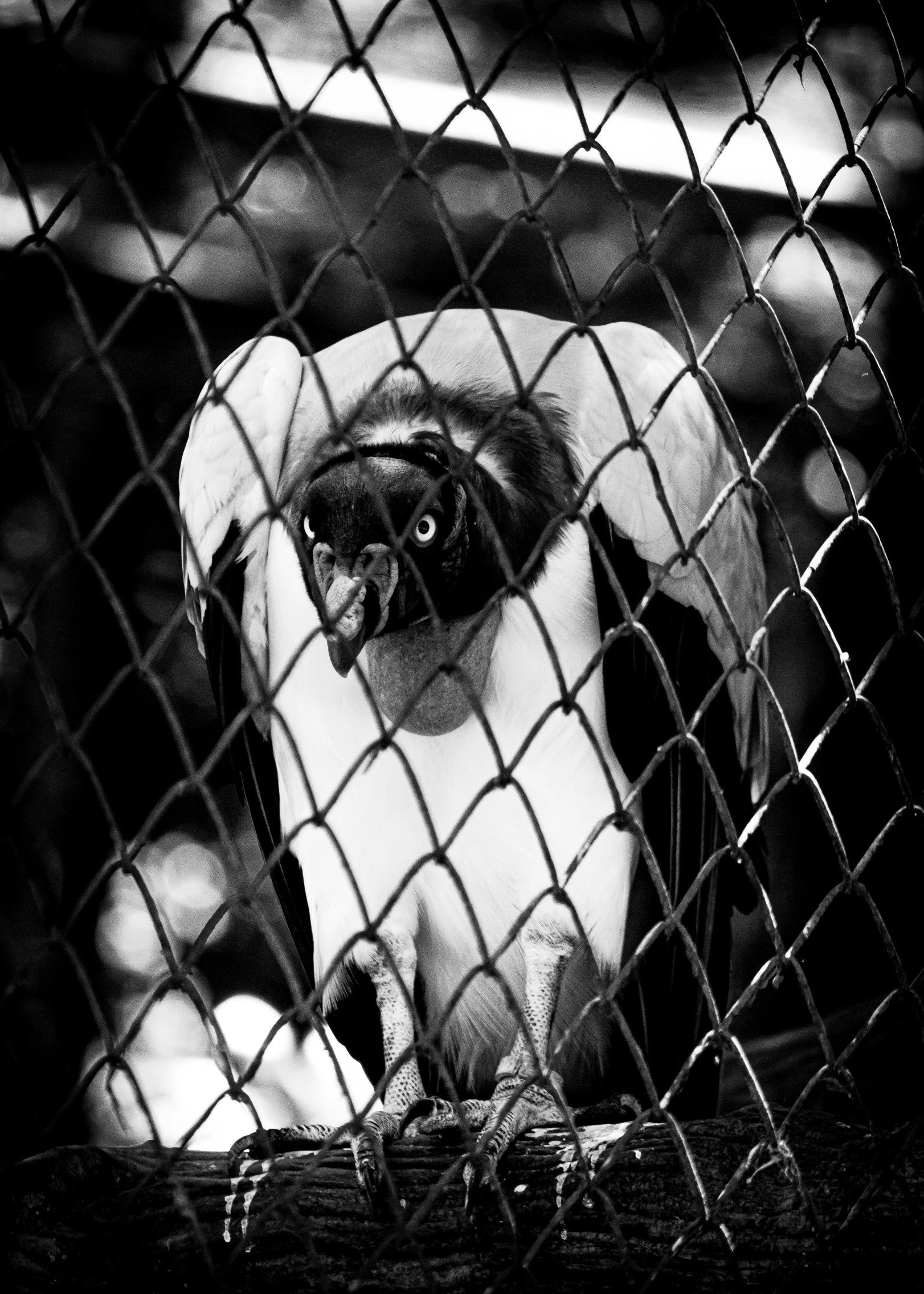 a black and white photo of a dog behind a fence, a black and white photo, inspired by Patrick Pietropoli, bauhaus, morphing wings king vulture head, !! looking at the camera!!, penguinz0, trapped in the backrooms