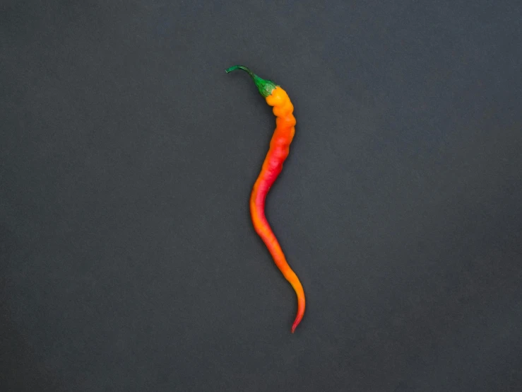 a colorful chili sitting on top of a black surface, inspired by Robert Mapplethorpe, unsplash, dragon tail, 155 cm tall, miniature product photo, made of plastic