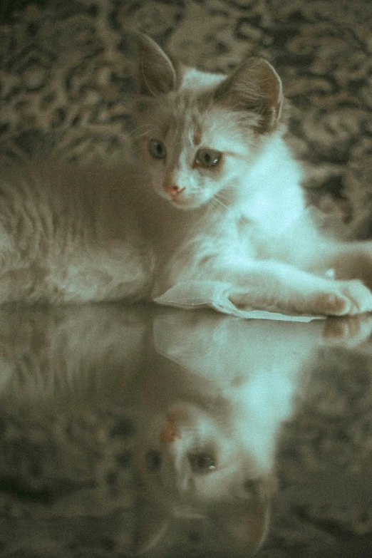 a cat that is laying down on a table, inspired by Elsa Bleda, pexels contest winner, photorealism, mirror reflection, infrared, today\'s featured photograph 4k, albino