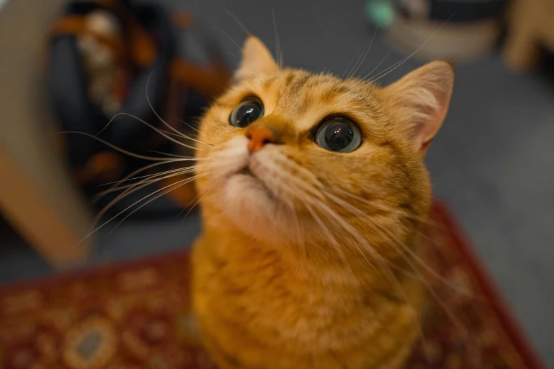 a close up of a cat sitting on a rug, by Julia Pishtar, pexels contest winner, head looking up, marmalade, gif, huge-eyed