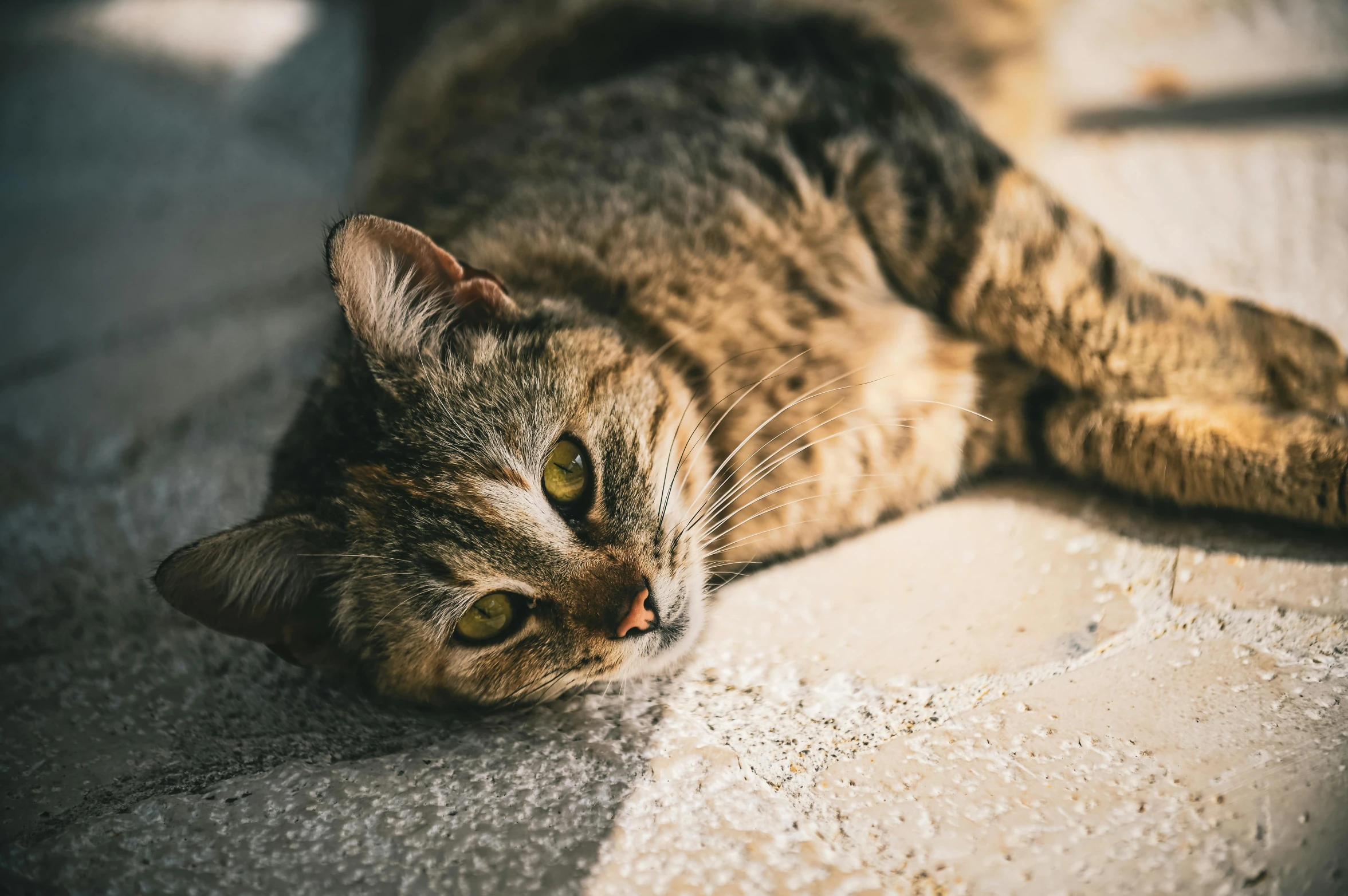 a cat that is laying down on the ground, pexels contest winner, fan favorite, mixed animal, warm light, battered