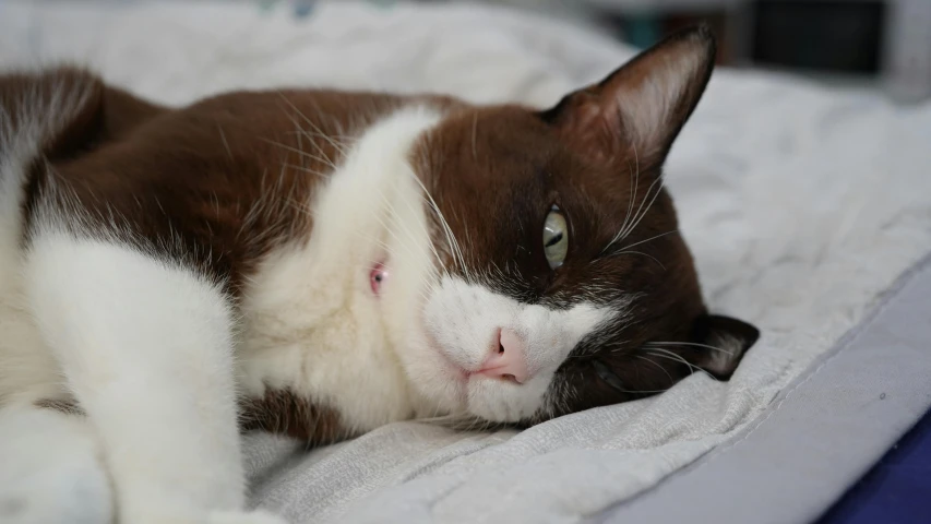 a close up of a cat laying on a bed, unsplash, photorealism, with a white nose, male emaciated, white with chocolate brown spots, a handsome