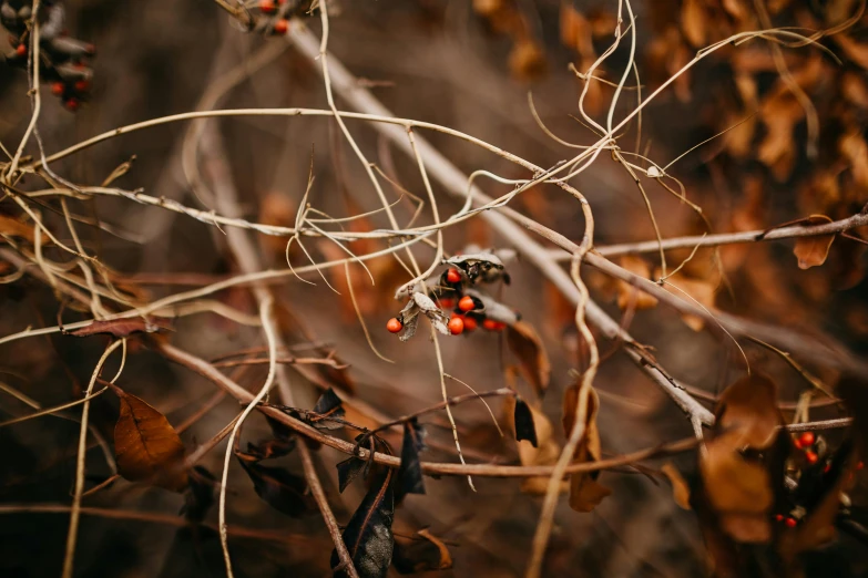 a bunch of red berries sitting on top of a tree, a macro photograph, inspired by Elsa Bleda, trending on pexels, dried vines, gray and orange colours, tiny insects, an eerie