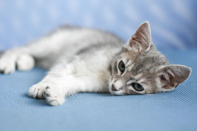 a gray and white kitten laying on top of a blue blanket, by Julia Pishtar, on a white table, on a couch, looking sad, doing a sassy pose