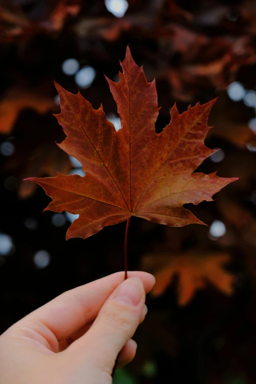 a person holding a leaf in front of a tree, canadian maple leaves, profile image, large, rust