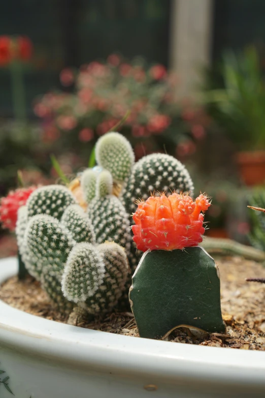 a close up of a cactus plant in a pot, orange and white, natural mini gardens, an award winning, dessert