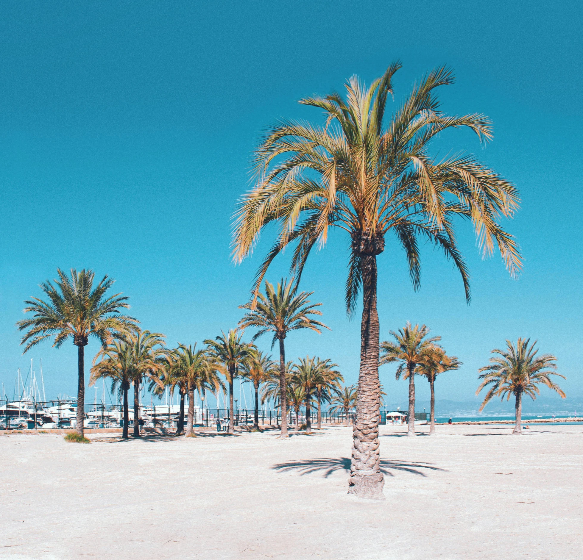 a group of palm trees sitting on top of a sandy beach, pexels contest winner, hyperrealism, mediterranean city, clear blue skies, instagram post, graphic print