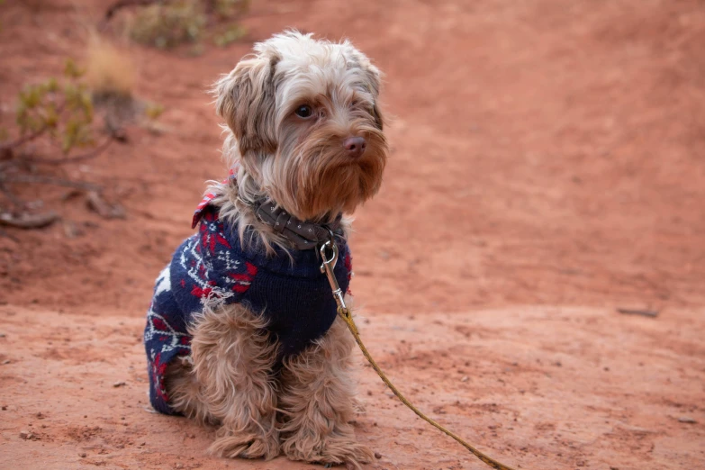 a small dog wearing a sweater on a leash, unsplash, plein air, moab, patterned clothing, navy, in the australian outback