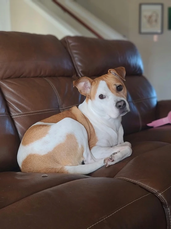 a brown and white dog sitting on top of a brown couch, reddit, pits, low quality photo, taken with sony alpha 9, mid 2 0's female