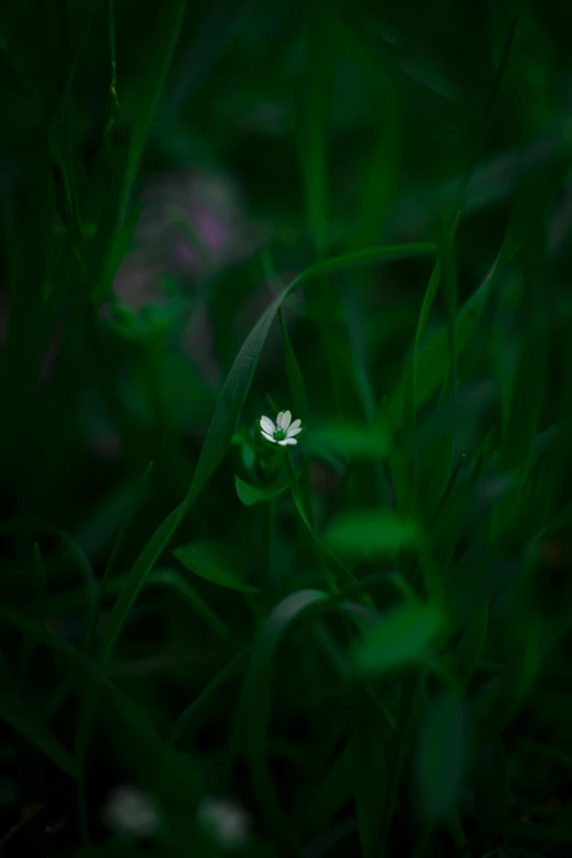 a small white flower sitting on top of a lush green field, a macro photograph, by Andries Stock, minimalism, from 8 k matte, at night, wild foliage, miniature forest