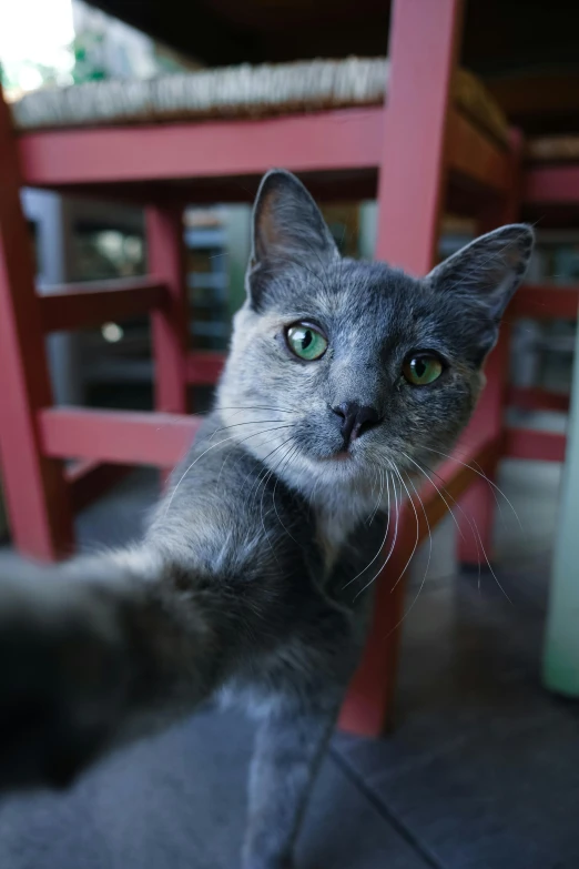 a cat standing on its hind legs in front of a table, a picture, unsplash, in love selfie, bali, grey, close up camera angle