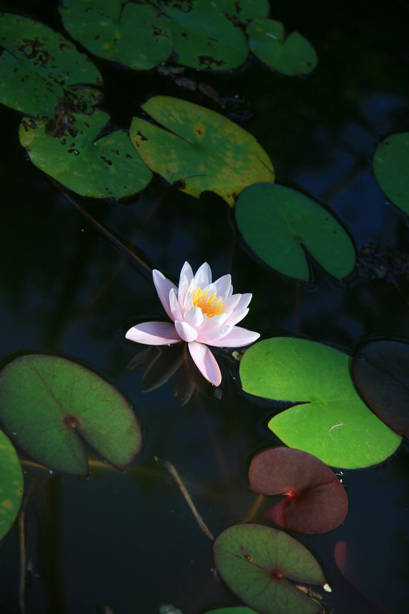 a pink flower floating on top of a body of water, sitting at a pond