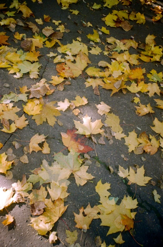 a bunch of leaves on the ground next to a fire hydrant, an album cover, inspired by Andy Goldsworthy, low quality photo, disposable camera photo, autum, looking towards camera