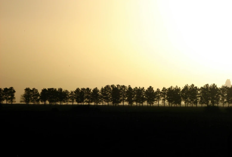 the sun is setting behind a line of trees, pale yellow sky, atmospheric hd photograph, farming, horizon