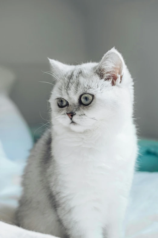a gray and white cat sitting on a bed, an album cover, trending on unsplash, persian princess, silver，ivory, robotic cat, mint