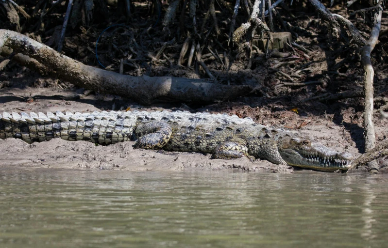 a crocodile laying on the bank of a river, by Peter Churcher, pexels contest winner, hurufiyya, panels, gray mottled skin, male and female, thomas river