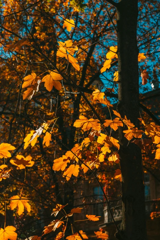 a tree with yellow leaves in front of a building, inspired by Elsa Bleda, pexels contest winner, backlight leaves, forest colors, oak trees, gold