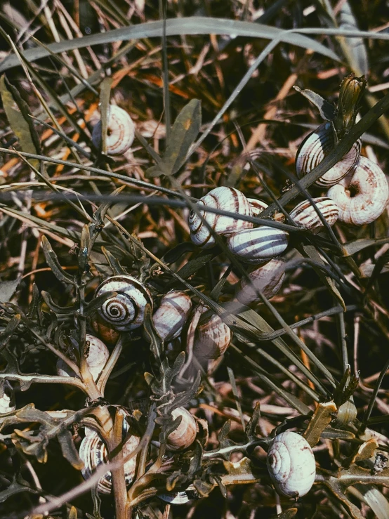 a bunch of shells that are sitting in the grass, by Attila Meszlenyi, photo taken on fujifilm superia, australian bush, entangled foliage, 1990s photograph