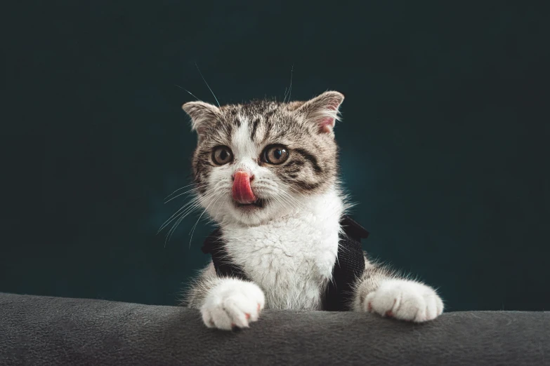 a cat sticking its tongue out while sitting on a couch, by Julia Pishtar, formal attire, animal nose, the best, square nose