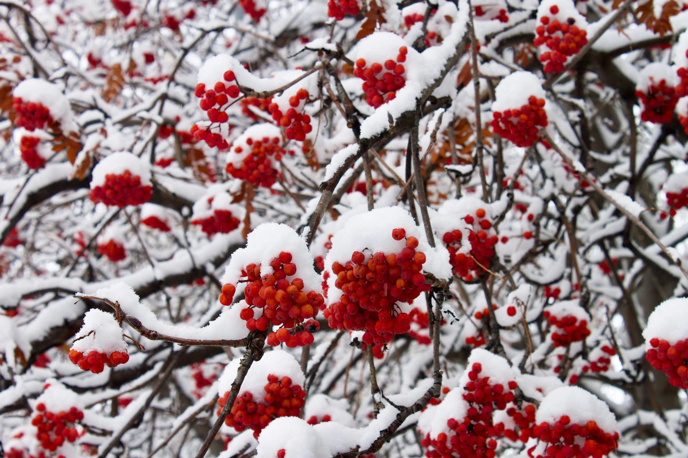 red berries on the tree are covered in snow