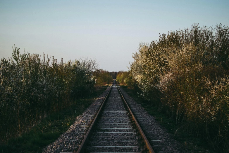 a train track surrounded by trees and bushes, an album cover, unsplash, spring evening, looking to the sky, about to step on you, a wooden