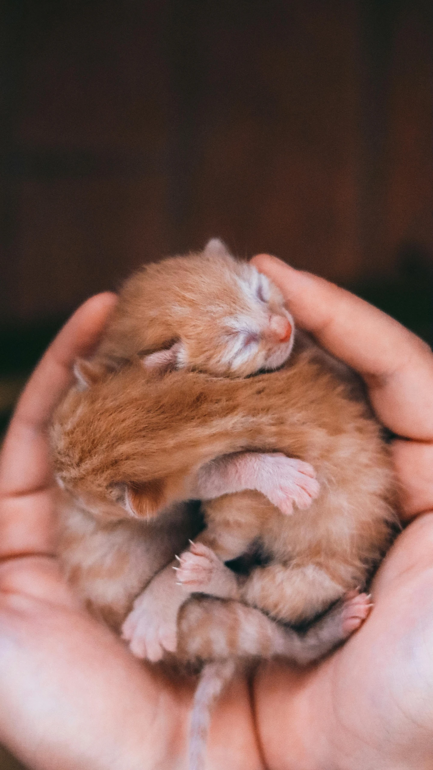 a person holding a small hamster in their hands, by Elsa Bleda, renaissance, ginger cat, fetus, thumbnail, domestic caracal