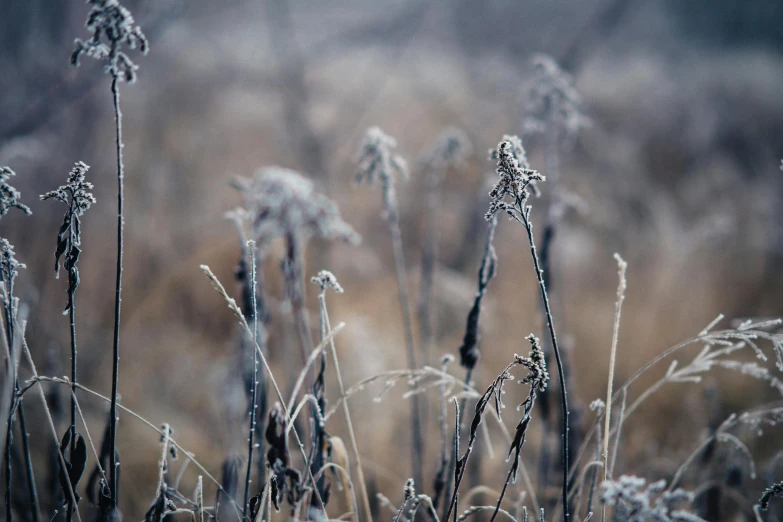 a field full of tall grass covered in frost, inspired by Arthur Burdett Frost, unsplash contest winner, grey and silver, dead plants and flowers, hunting, cold as ice! 🧊