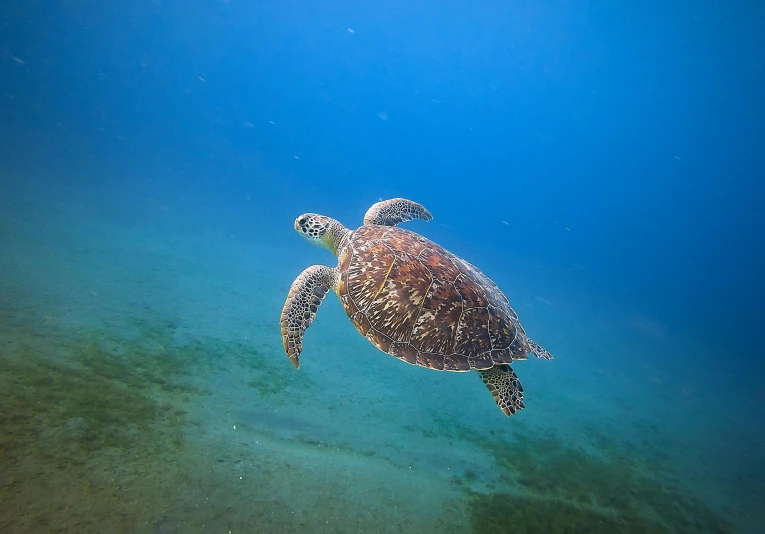 a turtle swimming in the clear blue water, by Adam Marczyński, pexels contest winner, fan favorite, grey, multicoloured, multiple stories