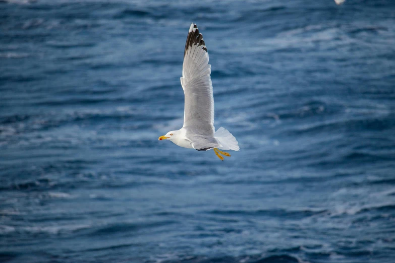 a seagull flying over a body of water, by Peter Churcher, pexels contest winner, hurufiyya, offshore winds, king of the sea, white, highly detaild