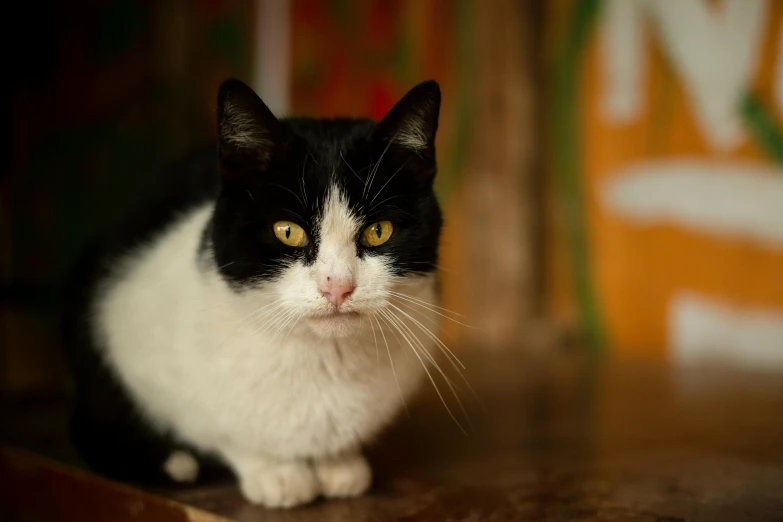 a black and white cat sitting on top of a wooden table, up-close, jen atkin, multicoloured, shot on sony a 7