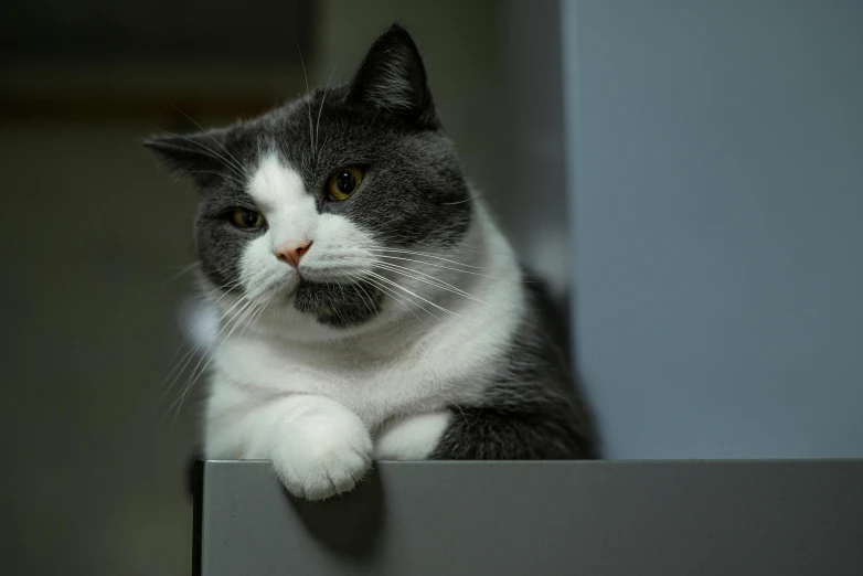 a black and white cat sitting on top of a refrigerator, a portrait, unsplash, square nose, white and grey, obese ), extremely realistic photo