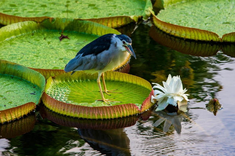 a bird that is standing on a leaf in the water, sitting on a lotus flower, 2022 photograph, madagascar, heron