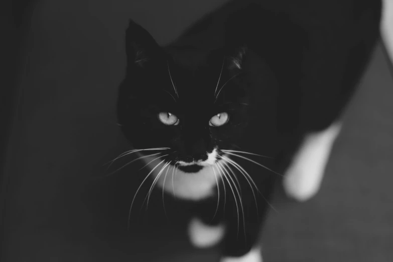 a black and white photo of a cat, by Emma Andijewska, unsplash, minimalism, vampire cat, toxic cat, ninja cat, with a white nose