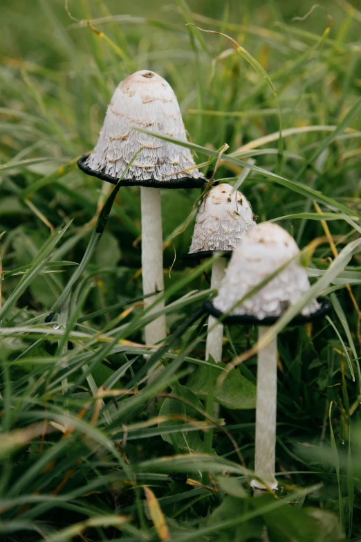 a group of mushrooms sitting on top of a lush green field, by Elsa Bleda, land art, resin, white, lightweight, grey