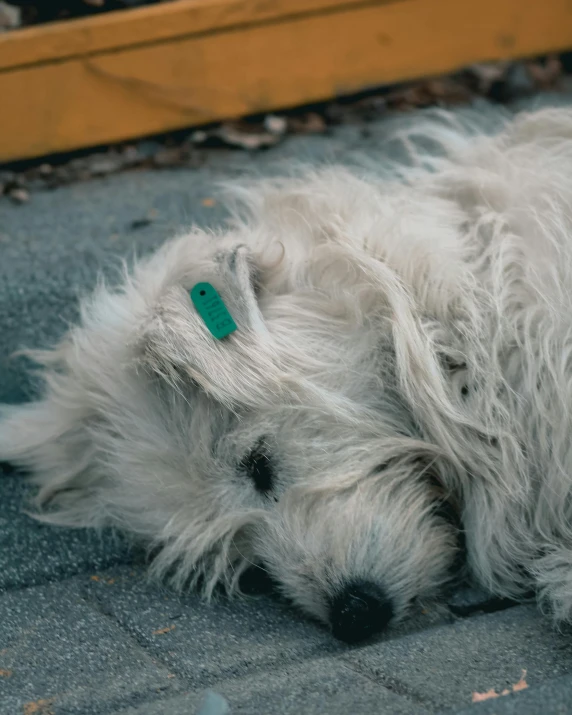 a white dog that is laying down on the ground, by Emma Andijewska, trending on pexels, wearing green, microchips, rectangle, heartbroken