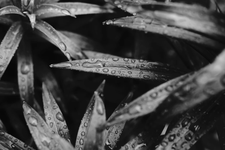 a close up of a plant with water droplets on it, by Adam Szentpétery, 4k greyscale hd photography, detailed medium format photo, rainy afternoon, foliage