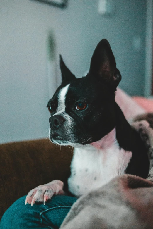 a black and white dog sitting on top of a couch, pexels, pale pointed ears, black ears, multiple stories, looking content