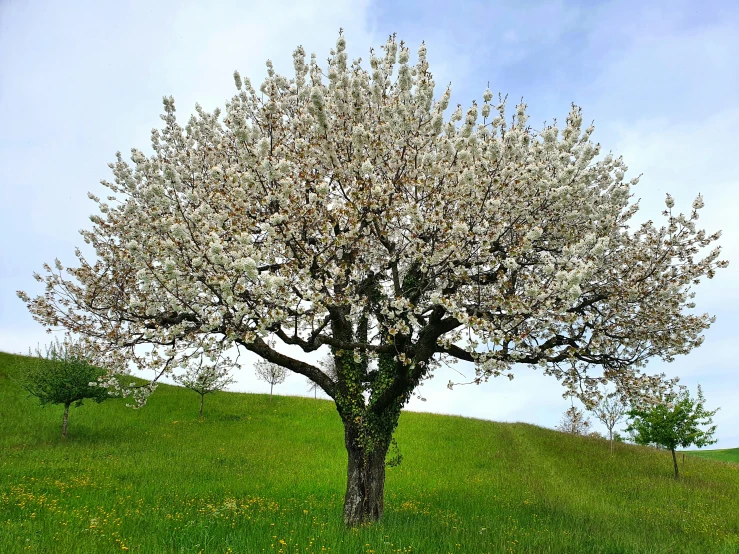 a tree sitting on top of a lush green hillside, pixabay contest winner, renaissance, apple blossoms, white, background image, 2 0 0 0's photo