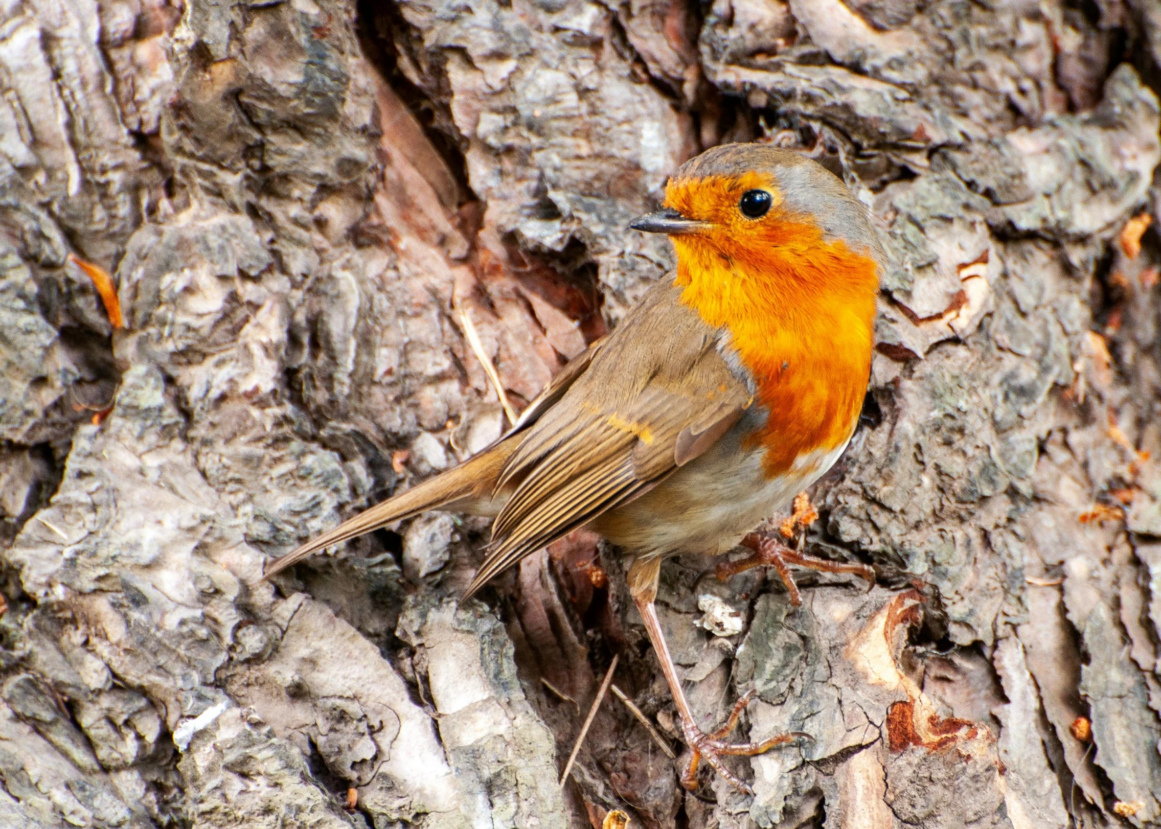 a close up of a small bird on a tree, orange head, robin eley, 🦩🪐🐞👩🏻🦳, avatar image