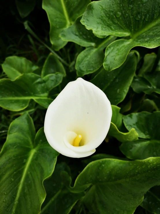 a white flower surrounded by green leaves, inspired by Carpoforo Tencalla, unsplash, hurufiyya, azores, ignant, lily flowers. 8 k, medium wide front shot