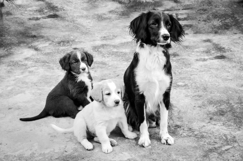 a couple of dogs sitting next to each other, a black and white photo, by Josef Dande, pexels, three animals, puppies, posing for a picture, hunting