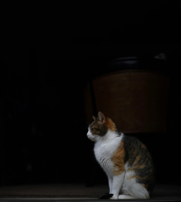 a cat sitting on the floor in the dark, a portrait, unsplash, minimalism, marble!! (eos 5ds r, calico, standing in a dark, sittin