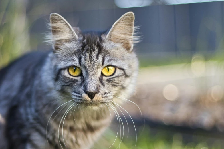 a close up of a cat looking at the camera, by Gwen Barnard, unsplash, australian, outdoor photo, instagram post, grey