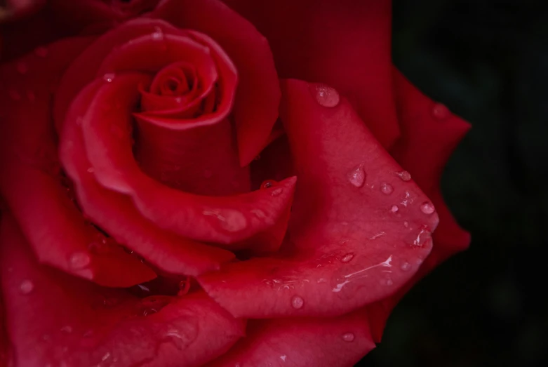 a red rose is fully blossoming with water droplets