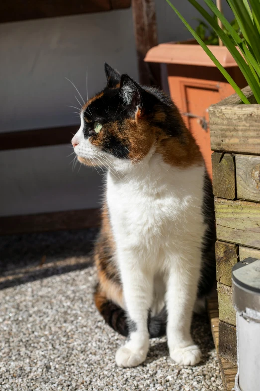 a calico cat sitting next to a potted plant, in the sun, looking off to the side, multicoloured, photograph taken in 2 0 2 0