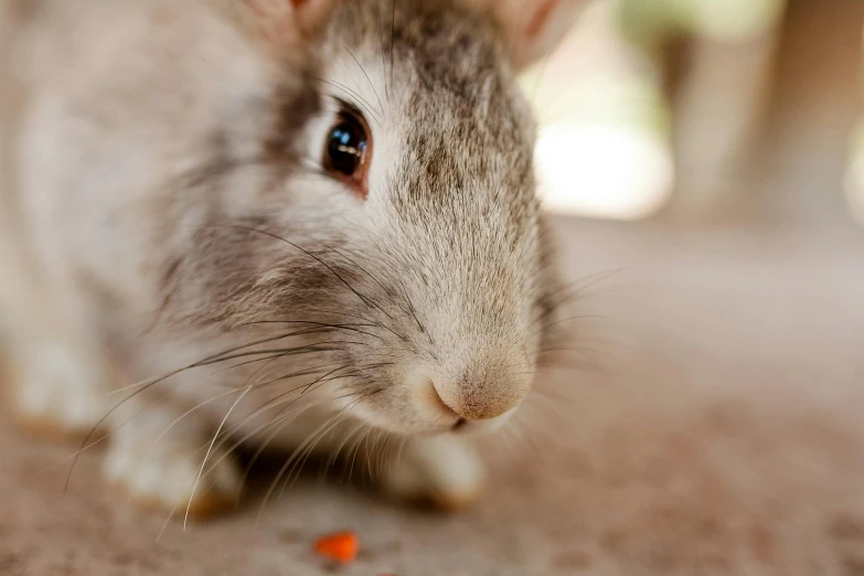 a close up of a rabbit eating a carrot, pexels contest winner, photorealism, short light grey whiskers, avatar image, white, mouse face